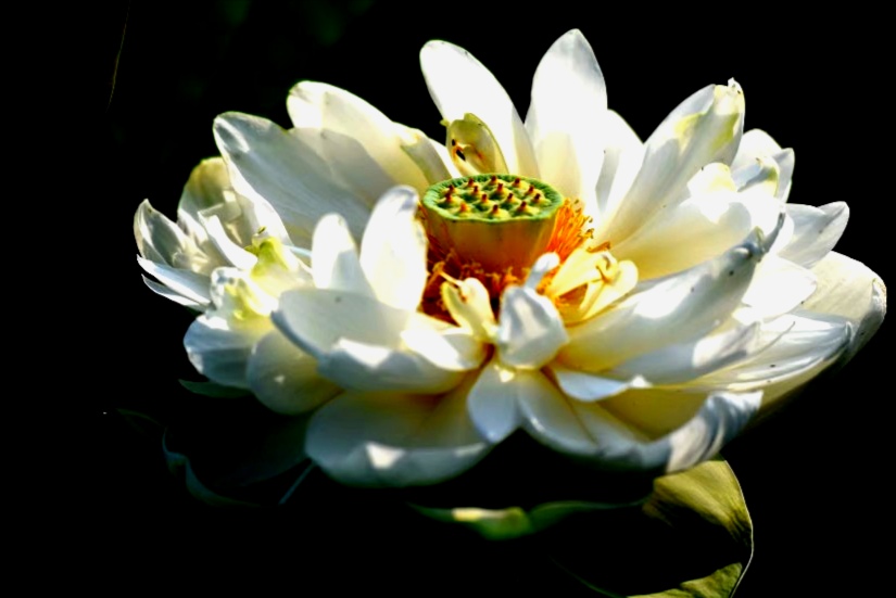 最美的荷花诗句,一起赏荷花的诗词歌赋