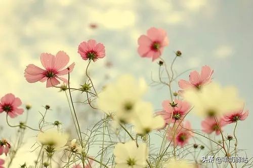 益生菌的58个问答,益生菌常见问答