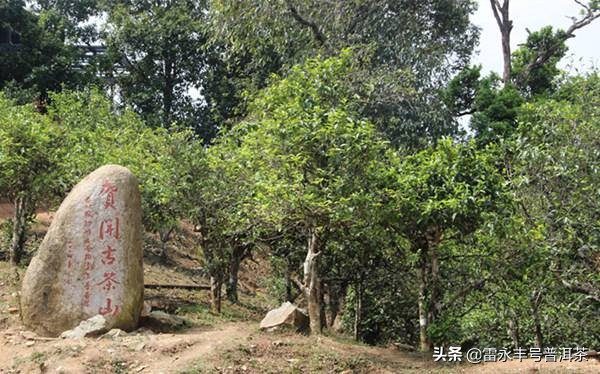 普洱茶地图各山头知识大全,普洱茶入门你必须知道的18个名山