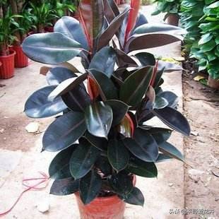 橡皮树叶子发软怎么补救,橡皮树叶子发蔫掉落是怎么回事