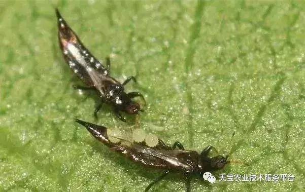 西瓜小叶病西瓜叶片卷曲原因,西瓜龙头皱缩什么原因