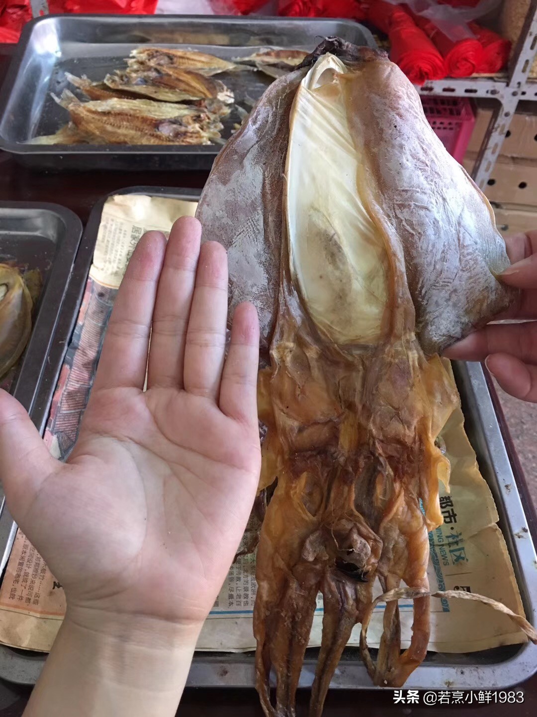 鱿鱼和墨鱼有什么区分呢,鱿鱼和墨鱼怎么样区分