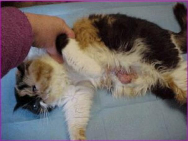 猫宫蓄脓什么症状,猫治疗乳腺炎吃什么药