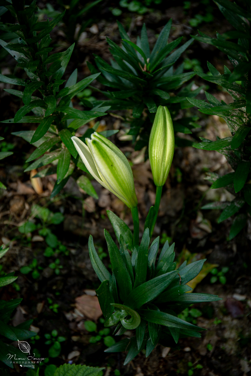 江南百年园林,江南私家园林所蕴含的人文情怀