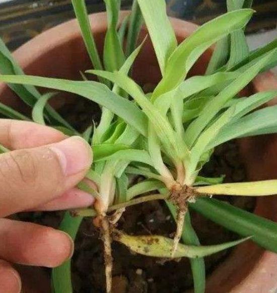 百合花是怎么繁育的,国外百合花种球繁育