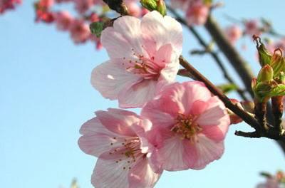 春分秋分昼夜平分下一句,春分节气日夜平分吗