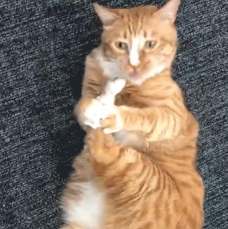 猫咪夏季好物推荐平价,猫咪防抓好物推荐