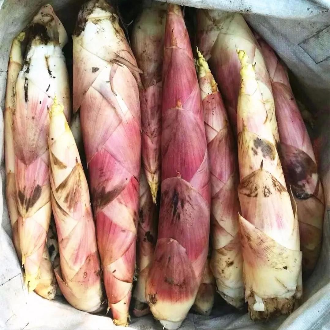 临安新鲜竹笋哪部分能吃,临安笋能生吃