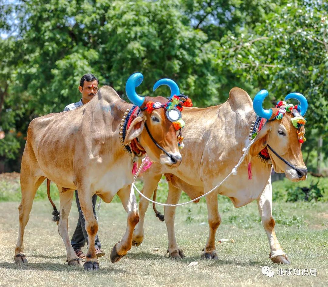 印度不让吃鸡肉吗,印度是不吃牛肉的国家吗