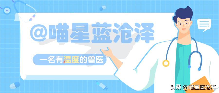 长毛英短蓝猫是什么品种,长毛英短蓝猫