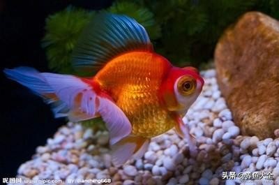 金鱼失鳔症一直漂在水面,金鱼失鳔症