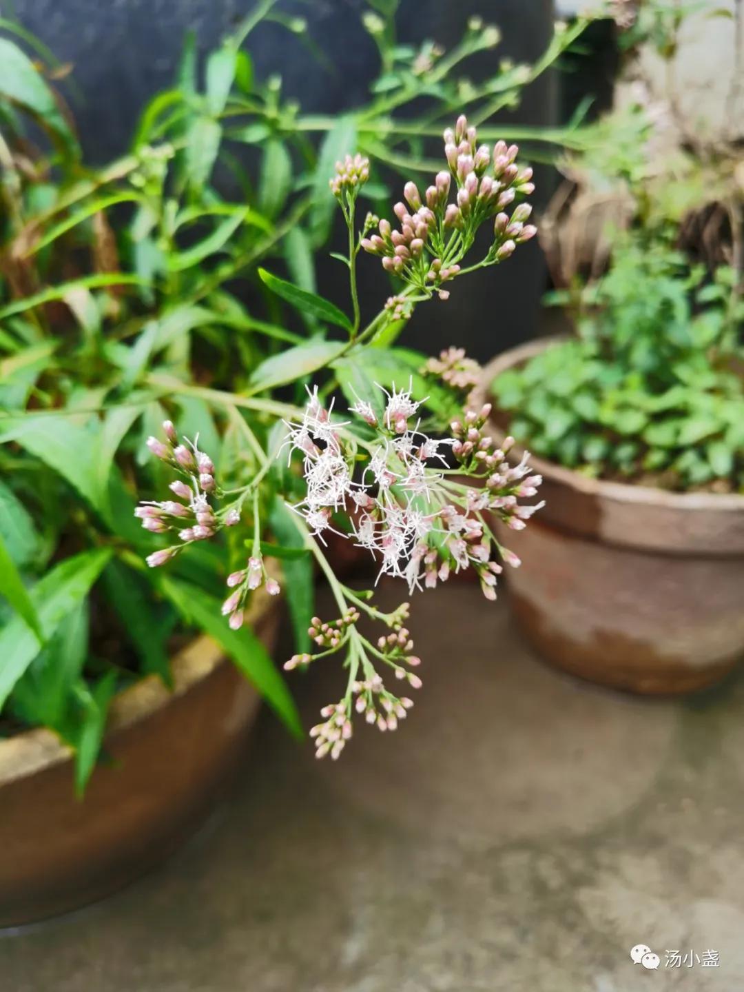 扈江离与辟芷兮纫秋兰以为佩译文,扈江离与辟芷兮纫秋兰以为佩诵读