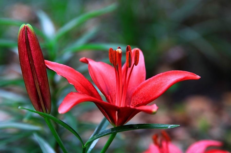 百合中的女王——香水百合的植物非试管高效快繁技术