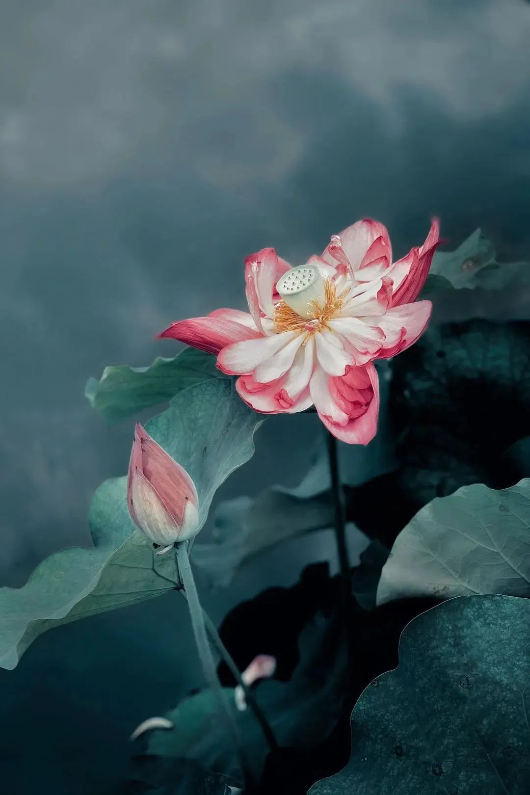 大家用手机拍出过什么好看的照片,赞别人的照片拍摄得好的句子