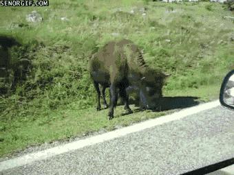 最实用的街斗必杀技,街斗最厉害的招式