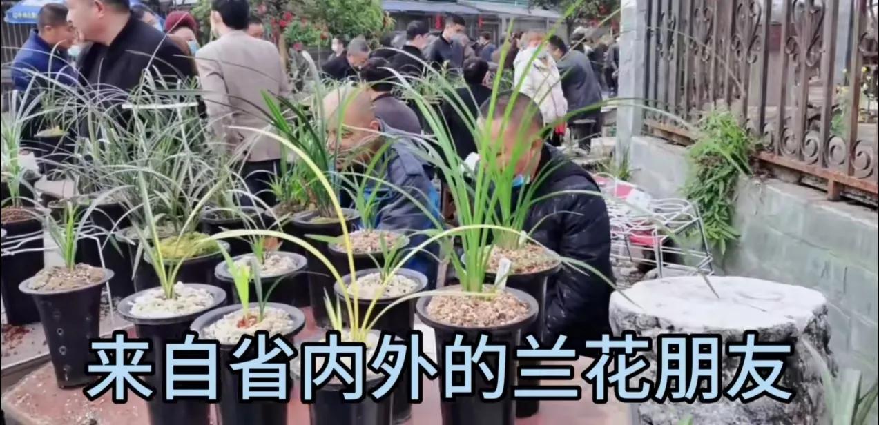 最贵的蕙兰多少钱一只,最便宜的蕙兰多少钱一株