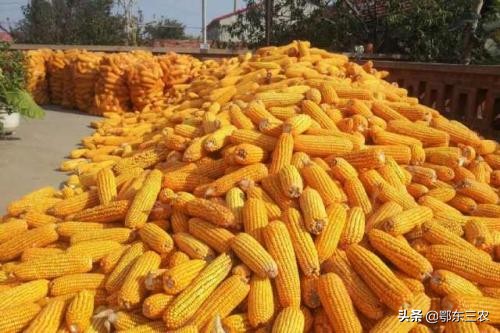 山东租地种植玉米小麦利润,农村租地种菜一亩10000能租吗