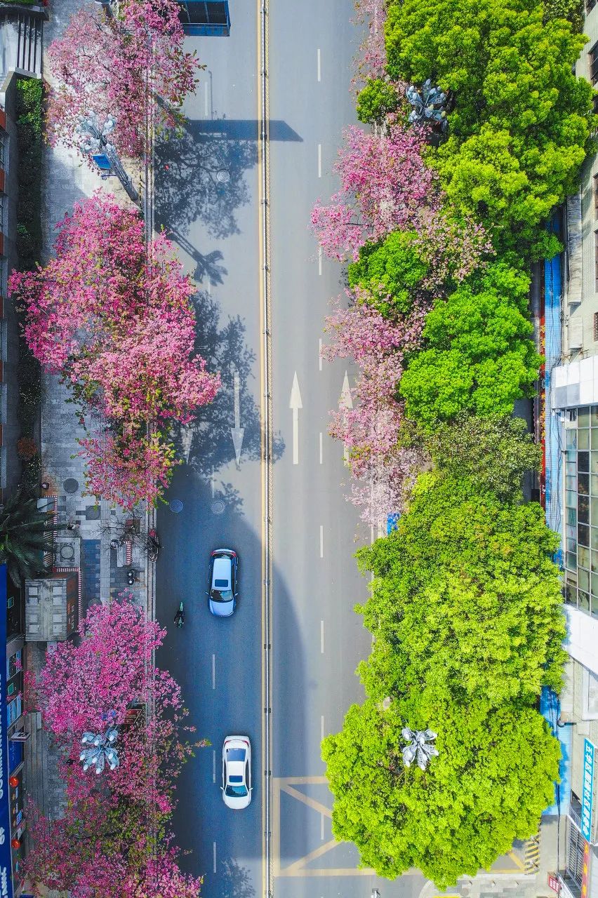 被大理丽江掩盖风头又怎样？它才是云南No.1！5月它太美了