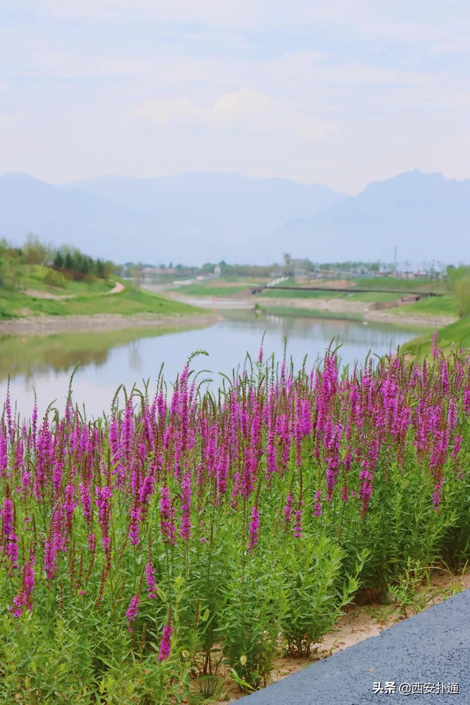 西安大草坪公园推荐,西安有大草坪的公园