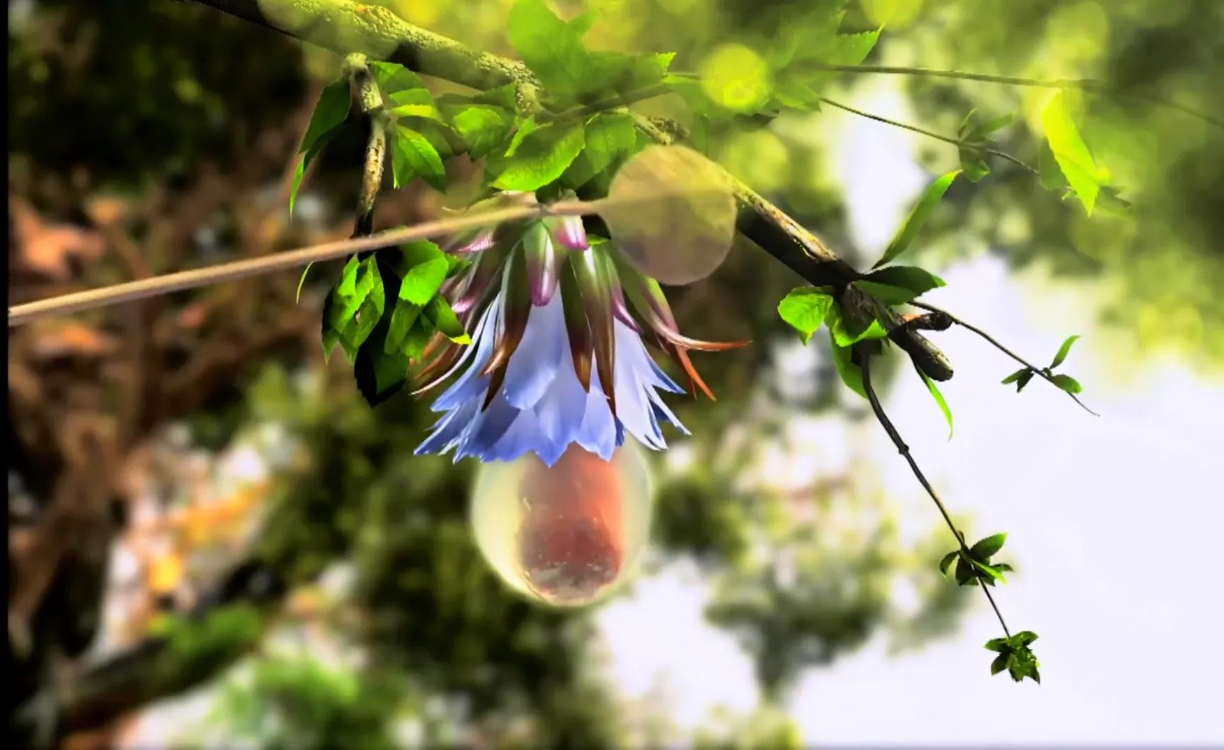 人参果食用方法与注意事项,人参果食用方法