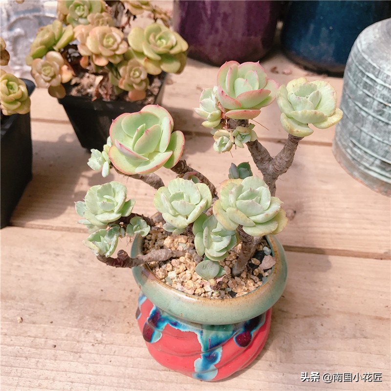 多肉白牡丹返祖,多肉返祖