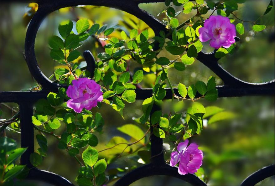 美文美图云水禅心,美文美图诗情画意