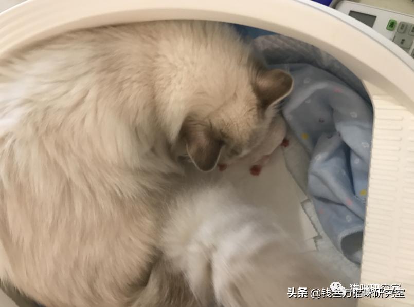 刚生的小猫母猫不在如何照顾,早产没长毛的小猫怎么救活
