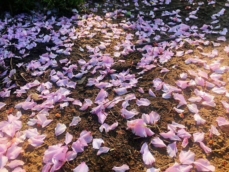 2020年江南100英里越野赛,江南100越野赛选手名单