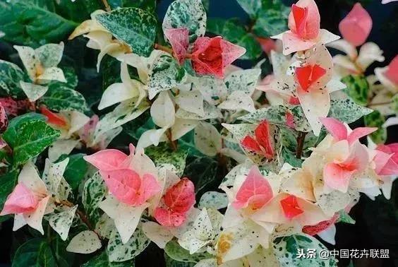 打翻了调色盘的花,打翻了调色盘的美景