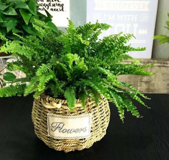 除甲醛的盆栽什么比较好,种植什么植物除甲醛