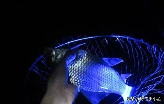 夜光棒电子漂和夜钓灯哪个好,夜光浮标好还是夜钓灯好用