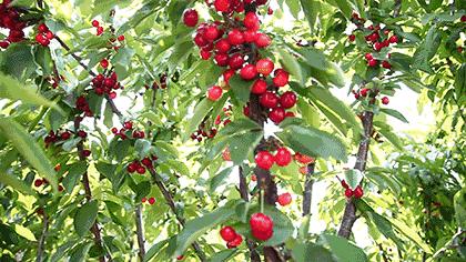 陕西樱桃采摘园大樱桃,西安樱桃采摘基地推荐