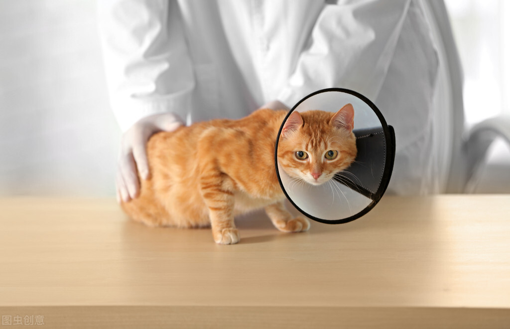 猫伤口化脓可以涂云南白药吗,猫伤口化脓可以用红霉素软膏吗