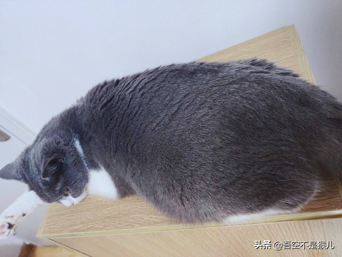 猫咪生的时候有什么需要注意的,公猫咪术后快速恢复的注意事项