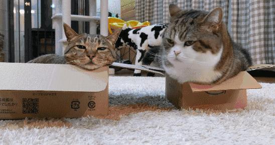 绝育后的猫为什么会变胖？怎么给猫咪减肥？