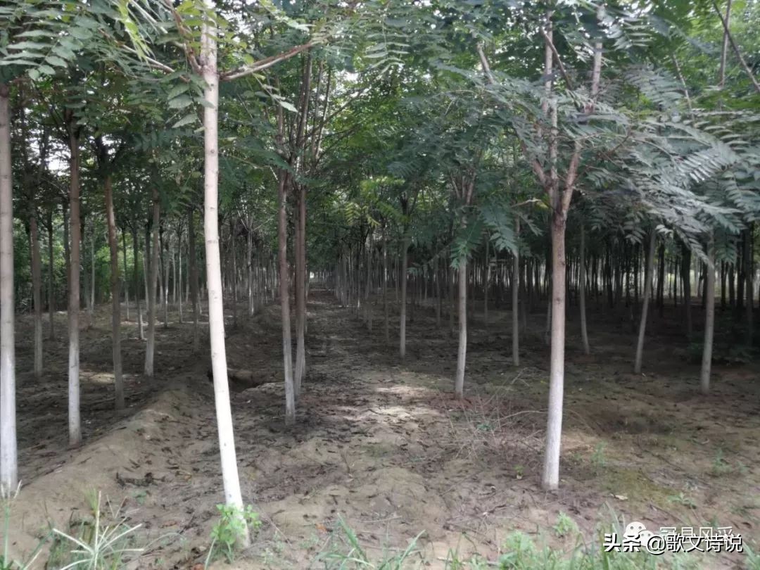 山东冠县精品苗木基地,冠县种植基地