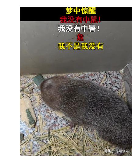 华农兄弟中暑事件,华农兄弟竹鼠中暑拿去河边