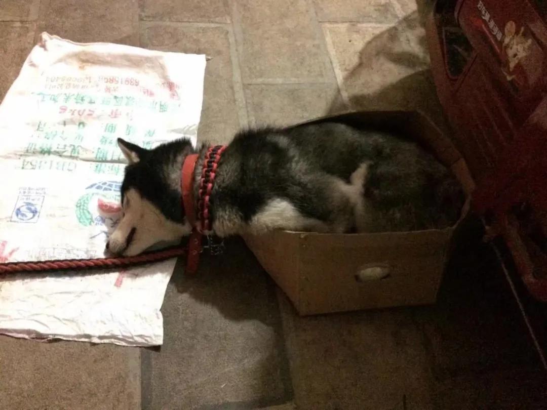 模仿狗狗睡姿,分享下你家狗子的睡姿