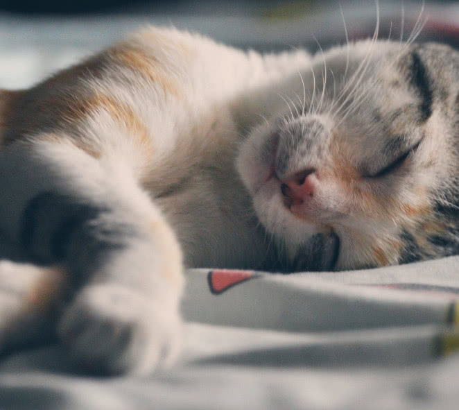 猫咪的肉垫有哪些,猫咪的肉垫特别红