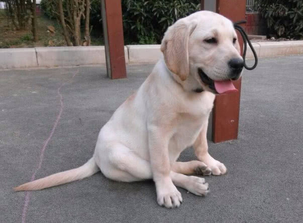 狗严重便秘拉不出屎怎么办,狗便秘最快的解决方法