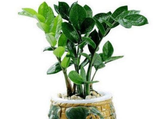 金钱树根部有虫子怎么处理,金钱树茎上有黑斑怎么处理