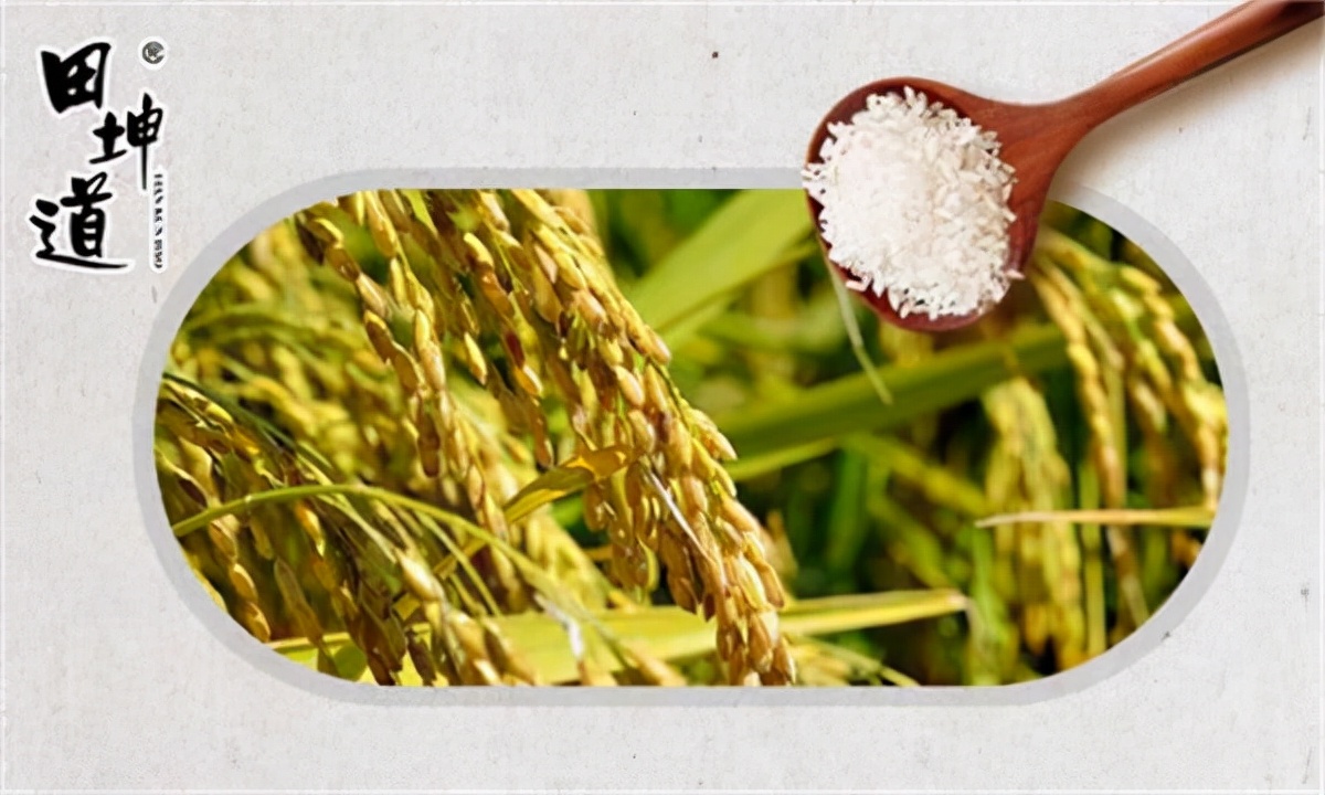 东北大米和香米哪个好吃,延边特别特别香的大米