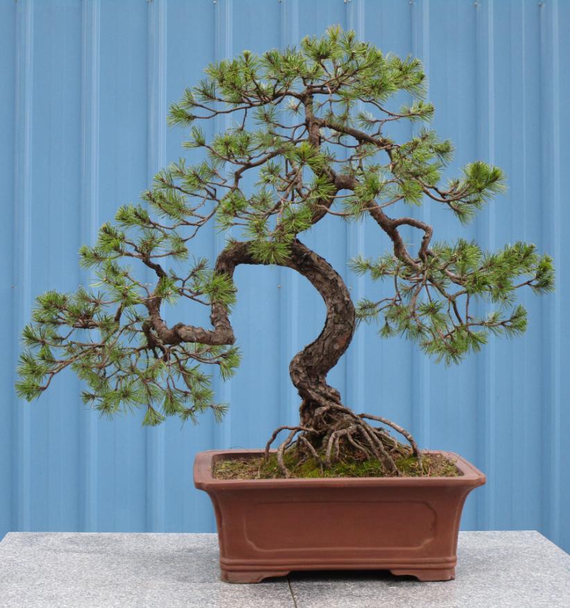 盆景松叶子发黄怎么补救,马尾松盆景养护全过程