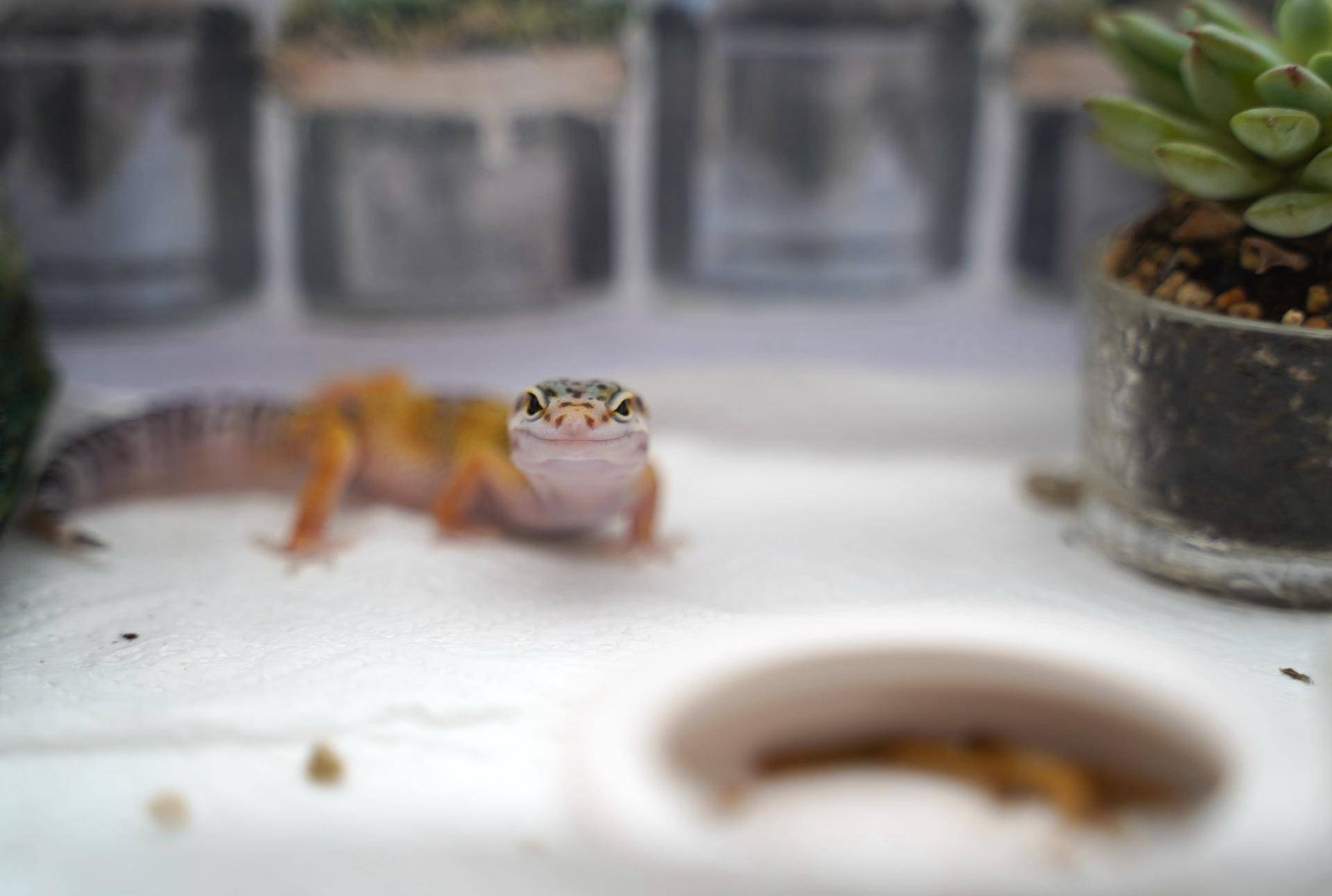 新手如何饲养一只豹纹守宫知乎,如何养好一只豹纹守宫