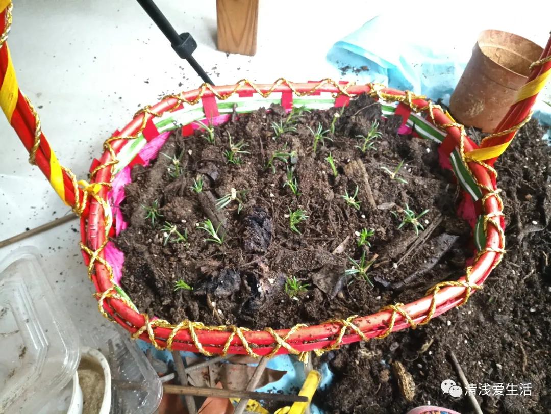 养花老是缺土缺花盆，动手用身边随处可见的改造一下就能轻松解决