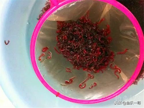 钓鱼饵料红虫怎么选用的,钓鱼饵料红虫怎么选用最好