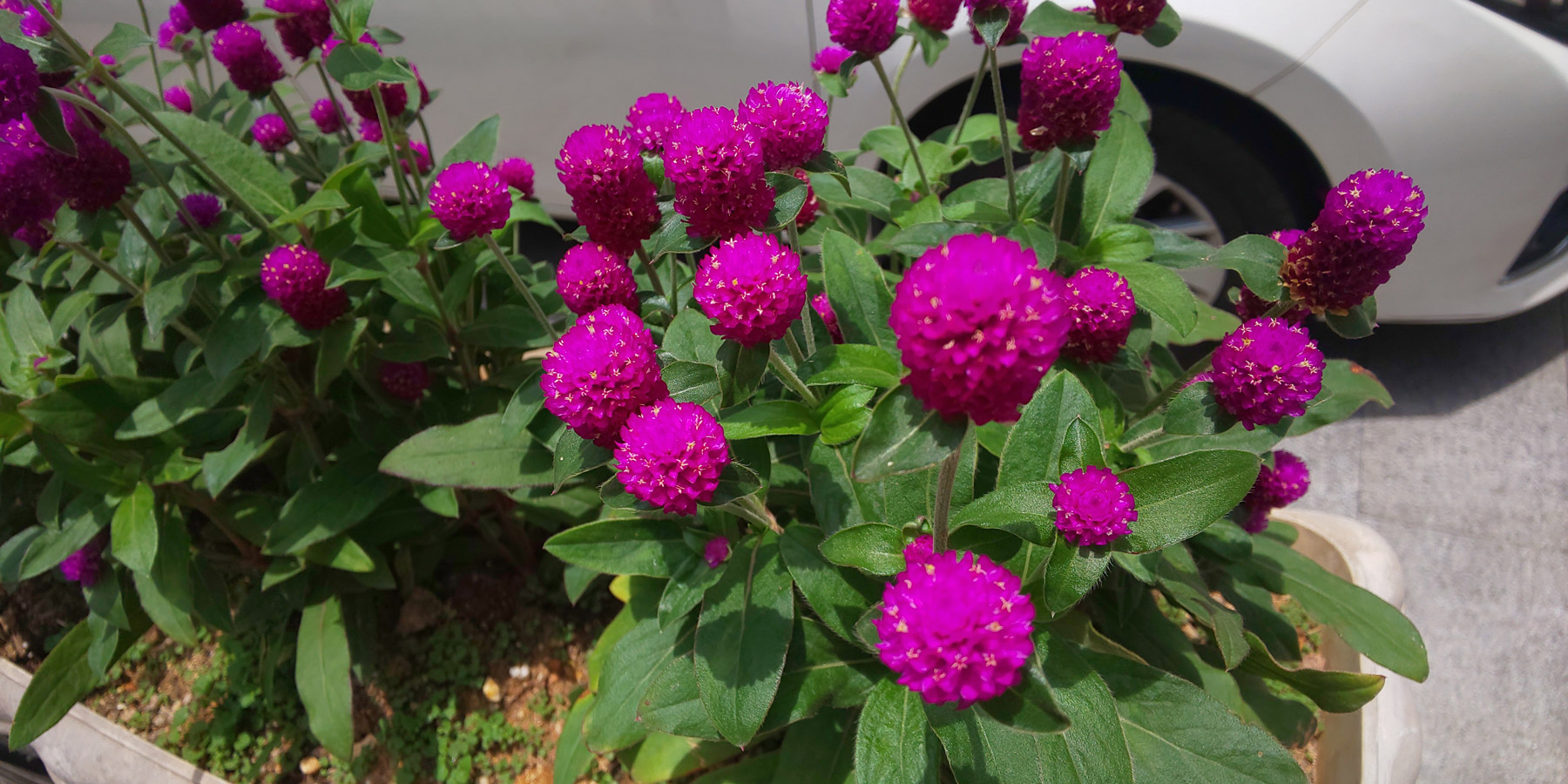 夏普R2：优秀的屏幕+大和民族审美设计