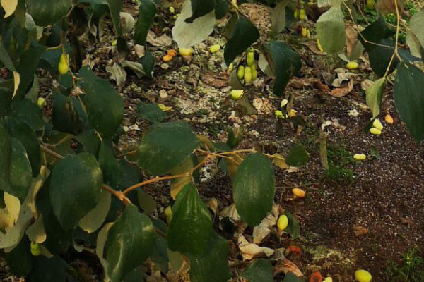 青枣叶片黄点图片,青枣叶片黄化怎么补救