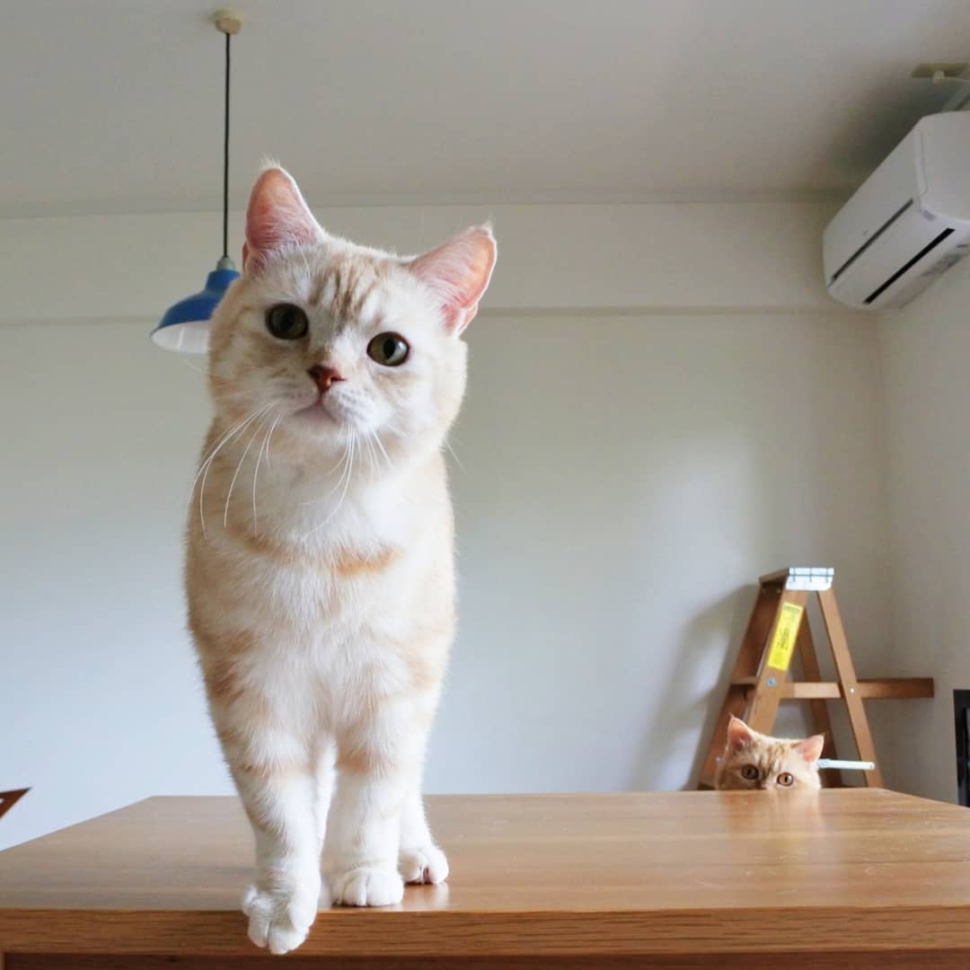 猫球虫症状怎么治疗,猫球虫病是怎么导致的