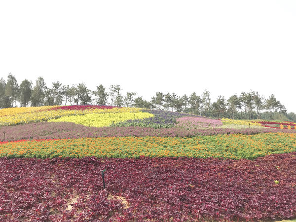 百花齐放迎盛世华夏崛起在今朝,花团锦簇万众瞩目